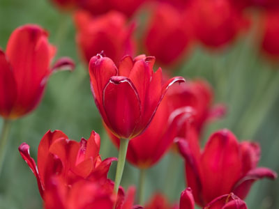 The last tulip of 2017?