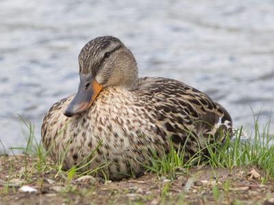 Chubby ducky.
