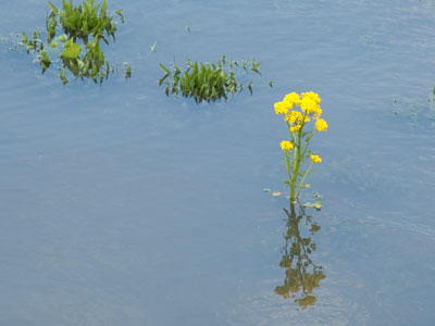 High water mark.
