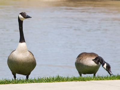 Take a gander at those geese.