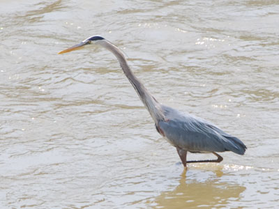 Fish!  Just catch one for me, please.