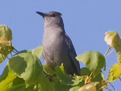 I heard several DIFFERENT bird calls coming loudly from a nearby tree and I knew it was a mockingbird.