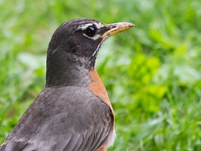 Beak . . . 