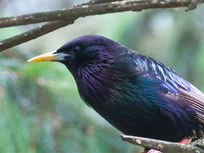 . . . to beak.
