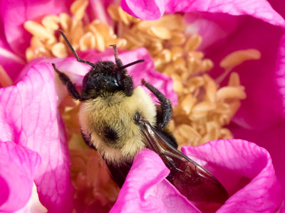 A passion for pollen.