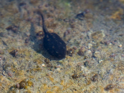 The tiny tadpole is surrounded by even smaller specks that are recently hatched frog eggs.