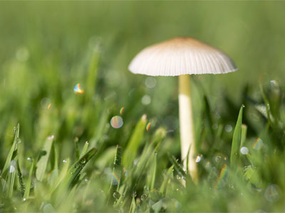 Down in the dew.