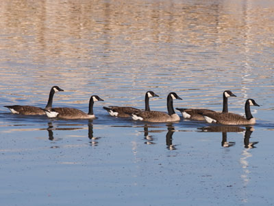 Stately like swans.