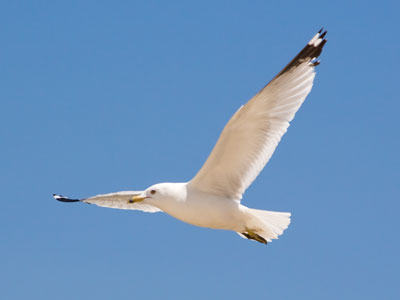 Your daily gull.