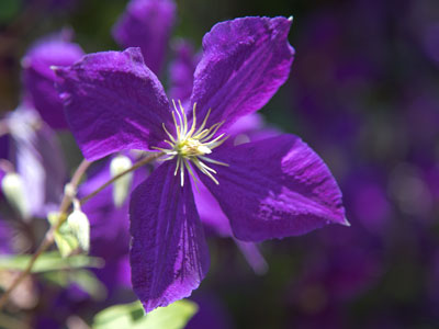 The color of royalty.