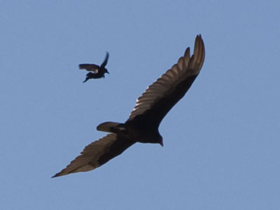 The small bird fearlessly drove off the big bird.