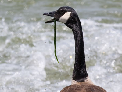 Vegan goose.
