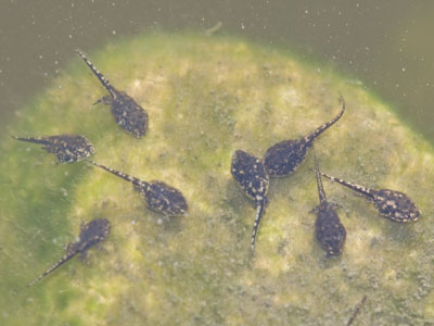 Their little frog legs are starting to emerge.