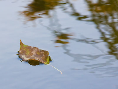 My orderly mind loves the disorderly patterns of nature.