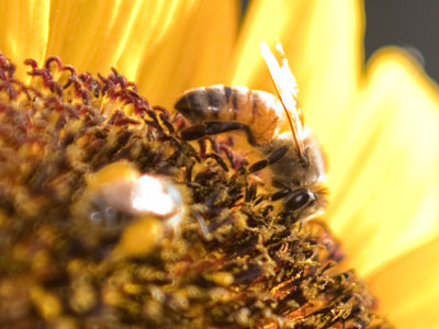 Sunflower lover.