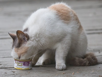 I don`t know why this cat bothers coming to my porch (see April 12 and May 20, 2017) since I don`t feed it.