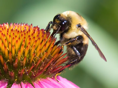 Climb ev`ry coneflower, `til you find your dream!