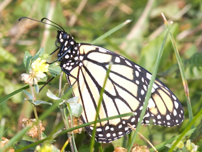 Since I see about one monarch a year nowadays, I chased this one for a long time.