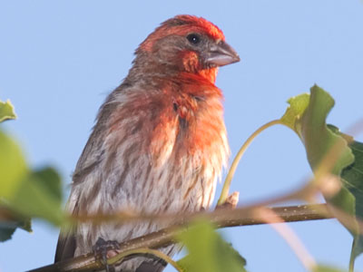 Charles Darwin had difficulty explaining bird coloration.  He said, `The sight of the feather in a peacock`s tail, whenever I gaze at it, makes me sick!`