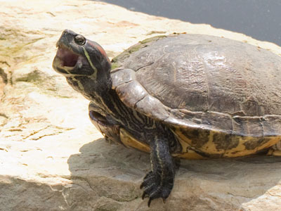 `Hello my baby, hello my honey, hello my ragtime gal!`