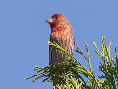 If a goldfinch is lemon, a house finch is strawberry.