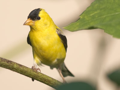 Looking for bees this morning, I got a goldfinch instead.