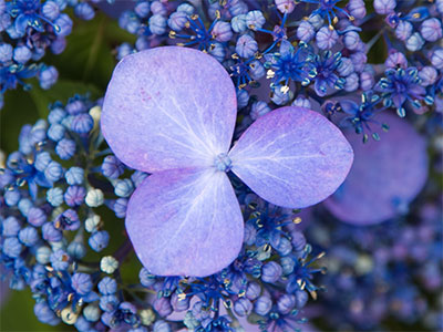 Reminds me of a grape breakfast cereal I used to eat.