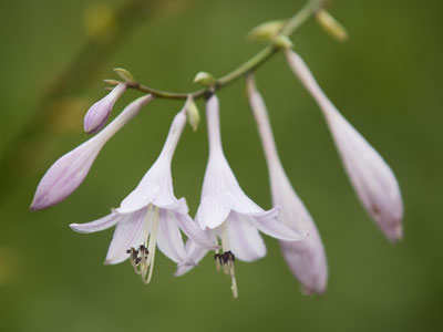 It was a slow, quiet and peaceful morning in the garden, and along the way some satisfying photos were taken.