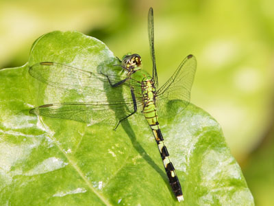In the late nineteenth century, Tiffany & Co. produced stained glass dragonflies that looked very much like this.