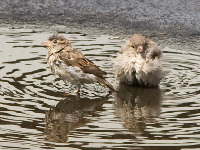 Sparrows pretending to be waterfowl.