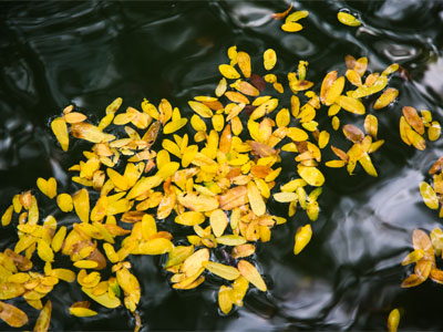 Fall is falling.