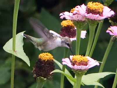 There won`t be hummingbirds at this time of day, I said.  What do I know?