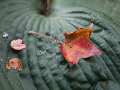 Leaf me alone.
