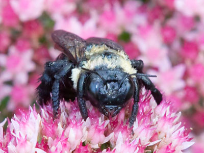 I was surprised when a bee tried to land on my left ear.