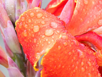 At night, water comes out of the air to feed the flowers.