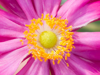 The bright color says to bees, `Come and get it!`