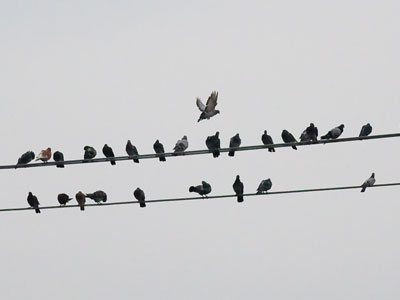 Overpopulation.
