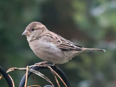 Your daily bird.
