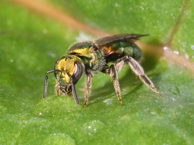 Drinking a dewdrop.