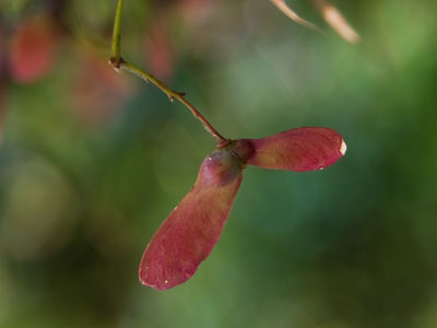 The purpose of life is to perpetuate life.