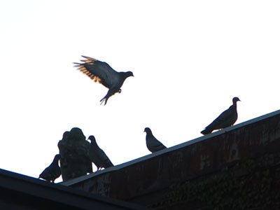 O, ten times faster Venus` pigeons fly to seal love`s bonds new-made.  WILLIAM SHAKESPEARE