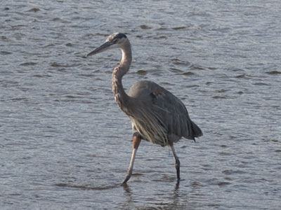 The Ohio flamingo.