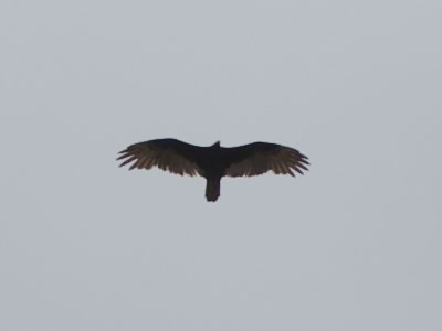 A bird of prey considers having me for lunch.