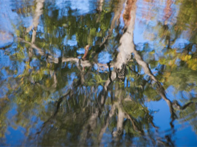 The sunken forest.