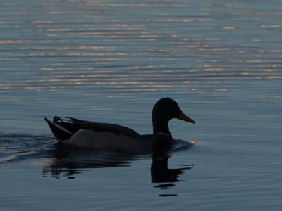 Nocturnal quacker.