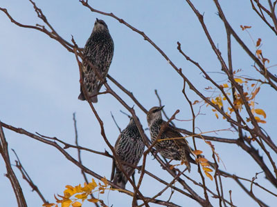 Will birds miss us when all of the people are gone?