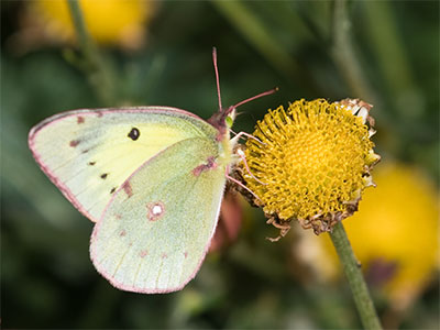 There were more butterflies, but here are my daily five.