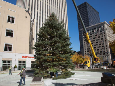 That settles it:  next year we`re getting an artificial tree.