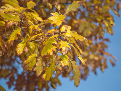 Summer`s wealth has become autumn`s waste.