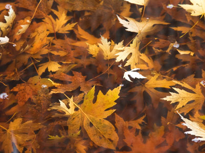 Autumn stew.